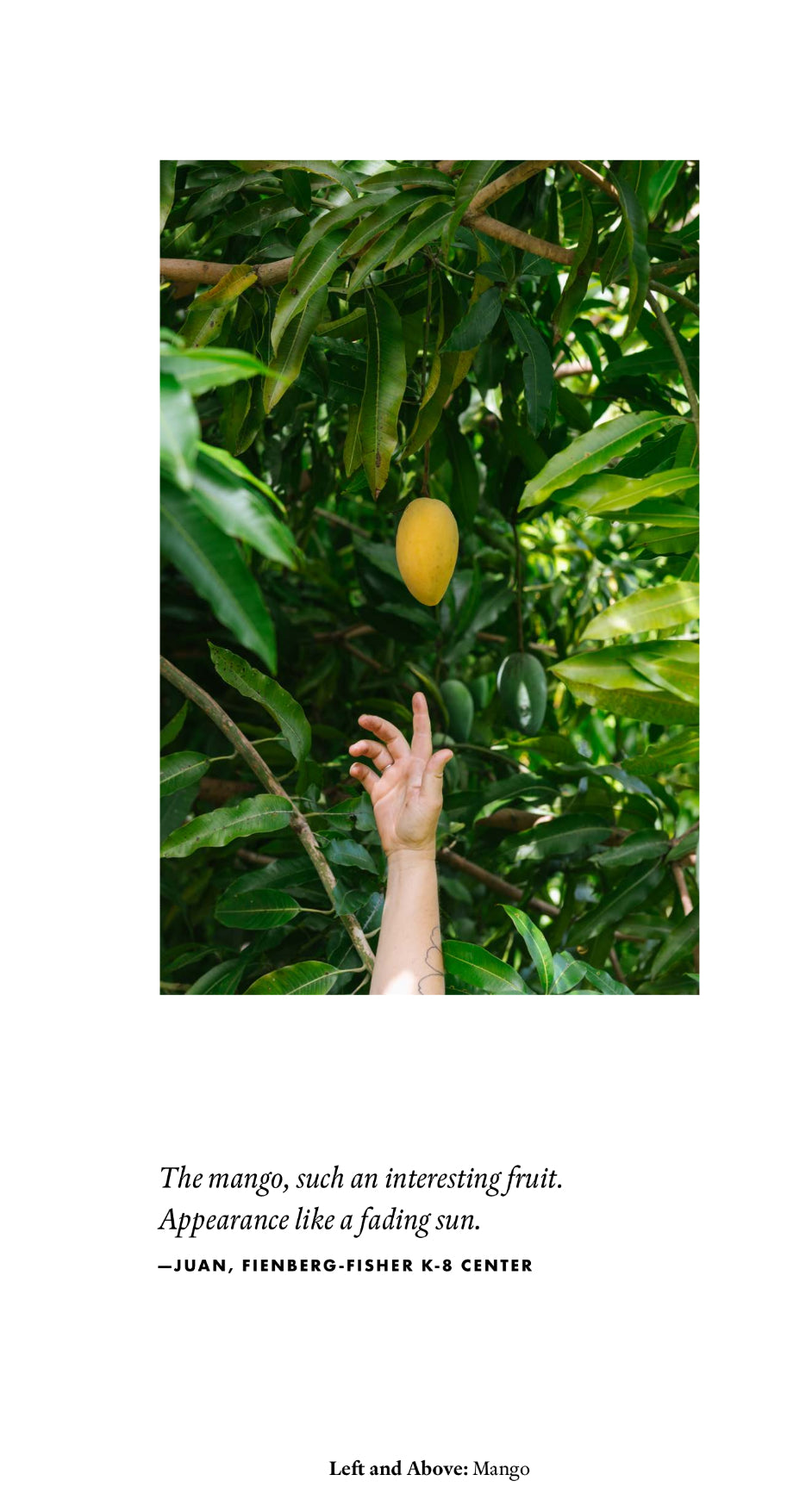 Forager: a subjective guide to Miami’s edible plants (PRESALE)